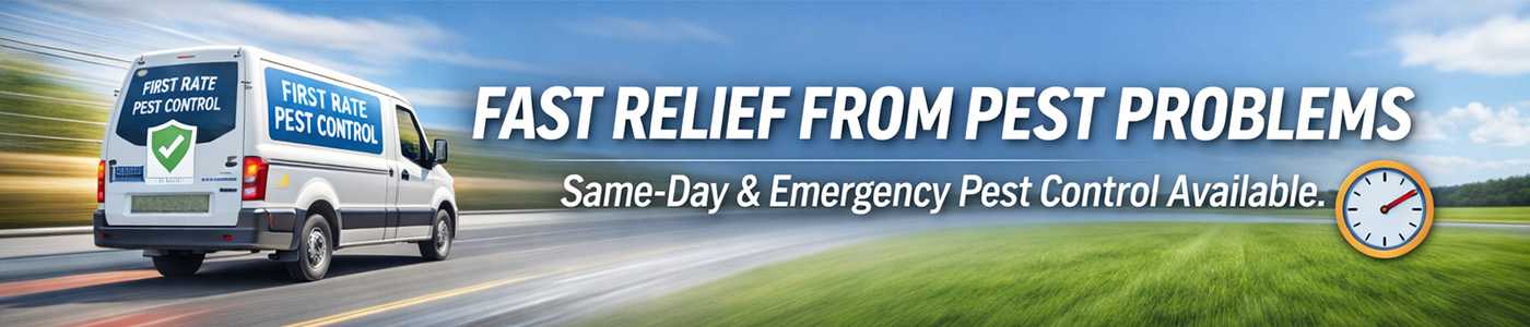 Affordable Bug Service Near Me in Arcadia, CA